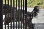 Morten 25 mai 2022 - En hund på Høyenhall, den er uten bånd og er så glad at jeg ikke rakk å ta bilde når jeg skulle
