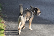 Morten 25 mai 2022 - En hund på Høyenhall, den har utstyret i orden, men er faktisk uten bånd, men eieren er i nærheten