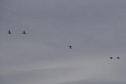 Morten 25 mars 2022 - Fem store fugler over Høyenhall, dem har også retning Østensjøvannet