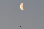Morten 26 januar 2022 - Fuglen og månen over Høyenhall, litt høyere så hadde vi truffet blink