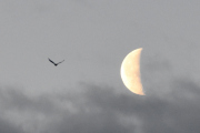 Morten 26 januar 2022 - Måken og månen over Høyenhall, litt til høyre så hadde vi truffet blink