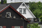 Morten 26 juni 2022 - Alle fuglene på Høyenhall, det er 21 fugler på ledningen, men det er ikke ny rekord