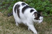 Morten 27 april 2022 - En hvit og sort katt på Høyenhall, den kjenner jeg godt