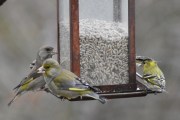 Morten 27 april 2022 - Lettere grønnblanding på Høyenhall, det er Grønnfinken og Grønnsisiken som spiser sammen