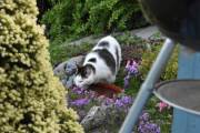 Morten 27 mai 2022 - Katten på Høyenhall, se hvordan den koser seg