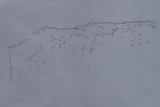 Morten 27 mars 2022 - Stor fugleflokk over Høyenhall, jeg vil anslå at det er rundt 250 fugler