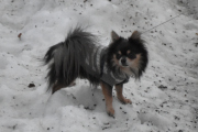 Morten 28 januar 2022 - En hund på Høyenhall, men hei du. Du er jo mindre en enn katt :-)