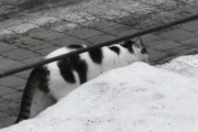 Morten 28 januar 2022 - En katt på Høyenhall, her kommer enda en vi kjenner