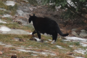 Morten 28 januar 2022 - En katt på Høyenhall, den har vi sett mange ganger før