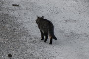 Morten 28 mars 2022 - En katt på Høyenhall, tidlig på morgenen
