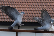 Morten 3 april 2022 - Ringduene i hagen, men vi kan ikke følge disse to her hele dagen