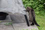 Morten 3 juli 2022 - Katten på Høyenhall, litt kloring på trekket til bålpanna, ble det denne gangen også