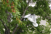 Morten 3 juli 2022 - Måken på Høyenhall, det er fristende bær på treet, men den klarer ikke å lande i treet