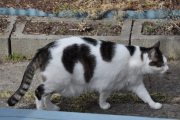 Morten 31 mars 2022 - En katt på Høyenhall