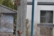 Morten 31 mars 2022 - Flere Ekorn på Høyenhall