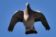 Morten 31 mars 2022 - Ringdua over Høyenhall, en veldig avslappet fugl, har dere sett hvordan den flyr?