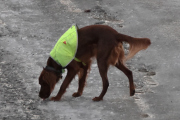 Morten 4 februar 2022 - En hund på Høyenhall, nå er det så glatt på veien at alle kunne trengt en førerhund eller redningshund