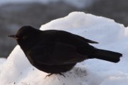 Morten 4 januar 2022 - Svarttrosten på Høyenhall, og du er her hele tiden