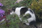Morten 4 mai 2022 - Katten på Høyenhall, det vannfatet blir brukt av alle