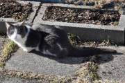 Morten 4 mars 2022 - Katten på Høyenhall, er du ute etter mus eller rotte?