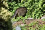 Morten 5 juli 2022 - Katten på Høyenhall, er du på musejakt igjen nå da