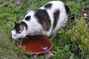 Morten 5 juni 2022 - Katten i hagen på Høyenhall, det er varmt og dyrene trenger å drikke