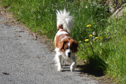 Morten 6 juni 2022 - Hunden på Høyenhall, du går ofte turer alene du...