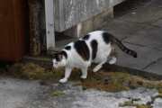 Morten 6 mars 2022 - En katt på Høyenhall, ja nå er vi hjemme igjen og slik ser en katt ut