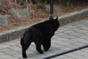 Morten 7 april 2022 - Katten på Høyenhall, den er helt svart, har vi sett den før?