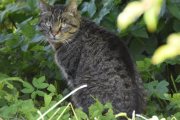 Morten 7 juli 2022 - Katten på Høyenhall, du er på besøk ser jeg