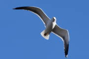 Morten 8 april 2022 - Gråmåka over Høyenhall, klarer du å komme deg i posisjon?