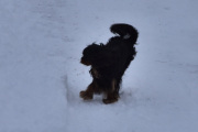 Morten 8 januar 2022 - Hunden på Høyenhall, dette er en hund uten bånd til et menneske