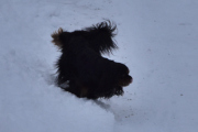Morten 8 januar 2022 - Hunden på Høyenhall, bare se hvor lykkelig den er :-)
