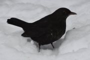 Morten 8 januar 2022 - Svarttrosten på Høyenhall, dette må være hannen da den er svart
