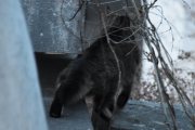 Morten 9 april 2022 - Katten på Høyenhall, dette er veldig tidlig på morgenen og jeg ser alltid etter reven