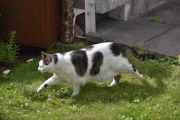 Morten 9 juli 2022 - Katten på Høyenhall, denne kjenner vi veldig godt