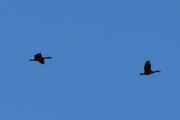 Morten 9 juli 2022 - To store fugler over Høyenhall, jeg så dem mens jeg tok bilder av et fly