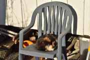 Morten 1 februar 2025 - Katten på Høyenhall, den har funnet seg til rette i stolen