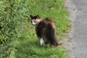 Morten 1 juli 2025 - Katten på Høyenhall, hvem har du fått øye på da? Jeg syns du reiser rygg