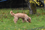 Morten 1 november 2025 - En hund på Høyenhall, som rusler rundt i hagen sin