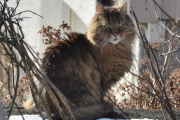 Morten 10 februar 2025 - Katten på Høyenhall, det er ikke så ofte du er på besøk