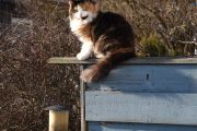 Morten 10 februar 2025 - Katten på Høyenhall, men deg ser jeg over alt. Hva er det du finner på nå?