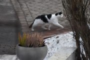 Morten 10 mars 2025 - En katt på Høyenhall, hvor mange katter er det på Høyenhall?