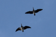 Morten 11 august 2024 - 9 store fugler over Høyenhall, enten så er det Kanadagås eller Hvitkinngås