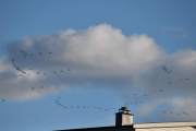 Morten 11 august 2024 - Mange fugler over Høyenhall, det ser ut som dem er på vei sydover
