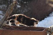 Morten 13 februar 2025 - Katten på Høyenhall, blir bare kattebilder nå, men jeg har sett rådyret også