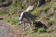 Morten 14 april 2025 - En hund på Høyenhall, den er fri og frank og glad