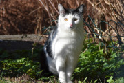 Morten 14 april 2025 - En katt på Høyenhall, kanskje litt skeptisk