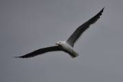Morten 14 august 2024 - Måken over Høyenhall. I 2024 skal BirdLife Norge jobbe med å øke empatien for og kunnskap om gråmåker