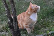 Morten 15 april 2025 - En katt på Høyenhall, hva ser du på da?